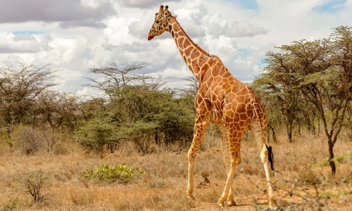 Safari Kenya si plaja Mombasa - Hotel Severin Sea Lodge 4*, karpaten.ro, 2
