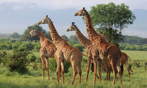 Safari Kenya si plaja Mombasa - Hotel Pinewood Beach Resort 4*, karpaten.ro